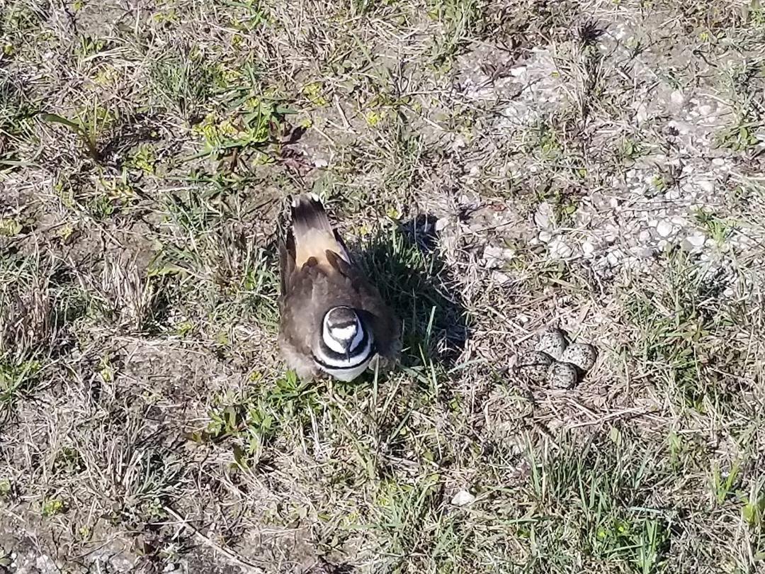 Kildeer off her nest of 4 eggs doing her dance to move me away. Kildeer have a penchant for nesting in open areas.