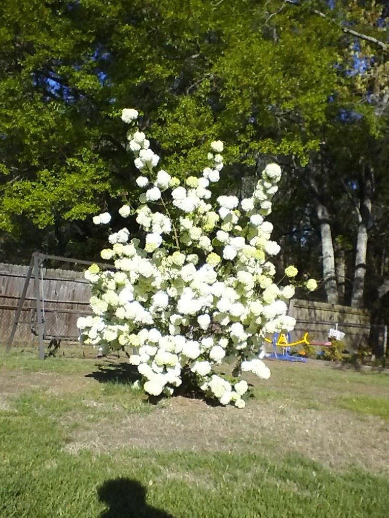 My snowball tree