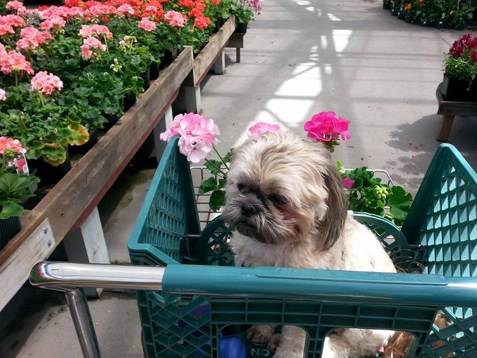Shopping for plants with Sami