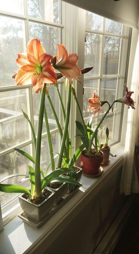 It's Spring!