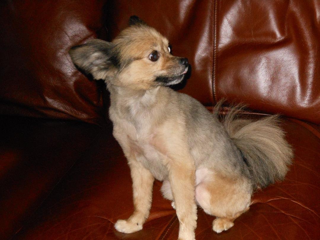 Some little doggie got a haircut or is it a buzz