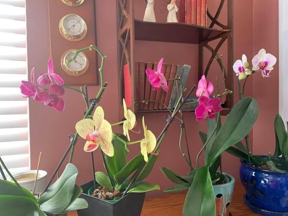 I’ve coaxed orchids into a second bloom.