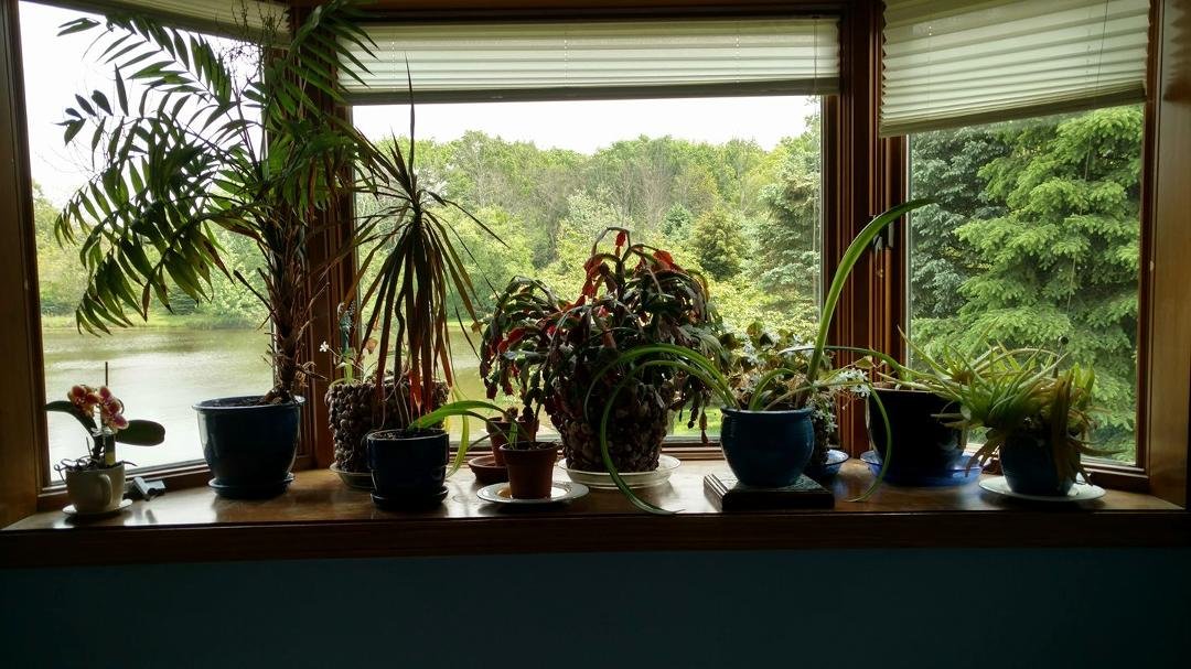 Been cleaning like crazy, since nobody is here to mess it up. ;) Cleaned up my plants, too. :)