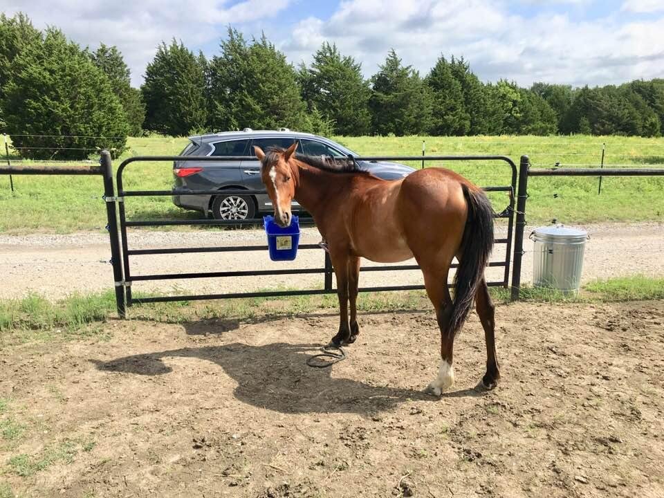 Spending some time with Jazz at Kiefer’s Horse Ranch