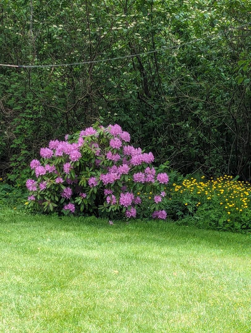 My little Rhodo took off this year