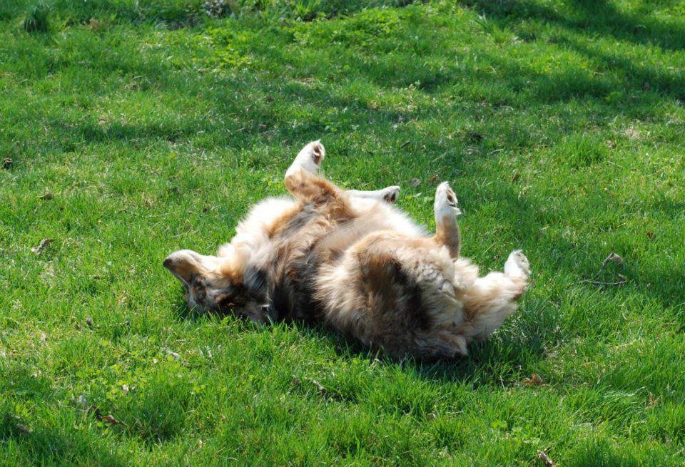 Ann Anderson's album, Dogs