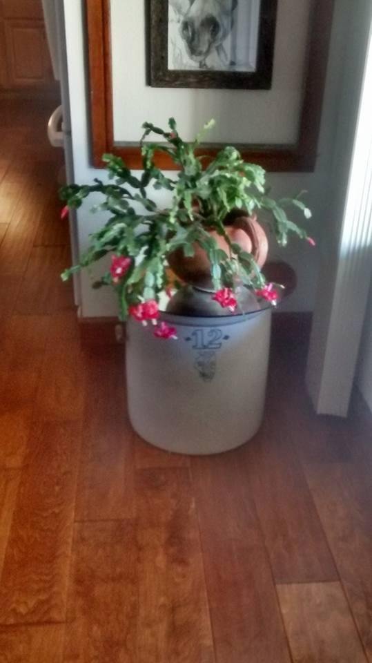 Johnny Jones gave me two blooming cactus and this is one that always blooms at Thanksgiving. I think Laura Roscoe gave starts to Johnny. Makes me thankful.