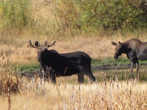 Gary Mannix's album, More Moose