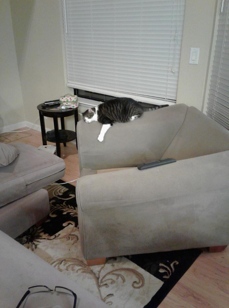 It's a cats life