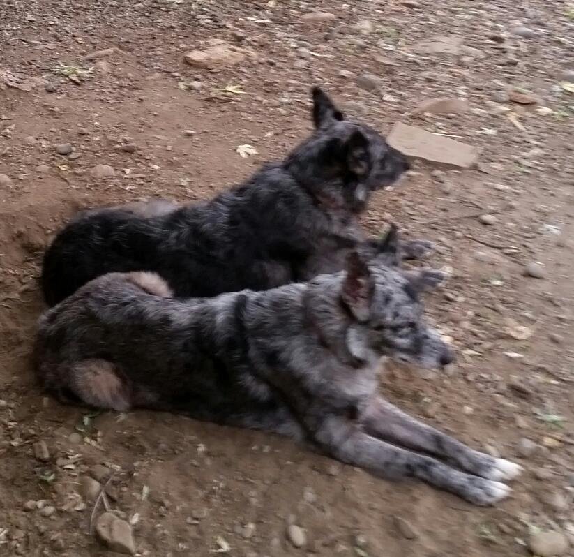 These are my two oldies, Patch & Prissy. They are the sweetest dogs but look pretty scary. They look like blue Merle German Shepherds. I love all of my babies!