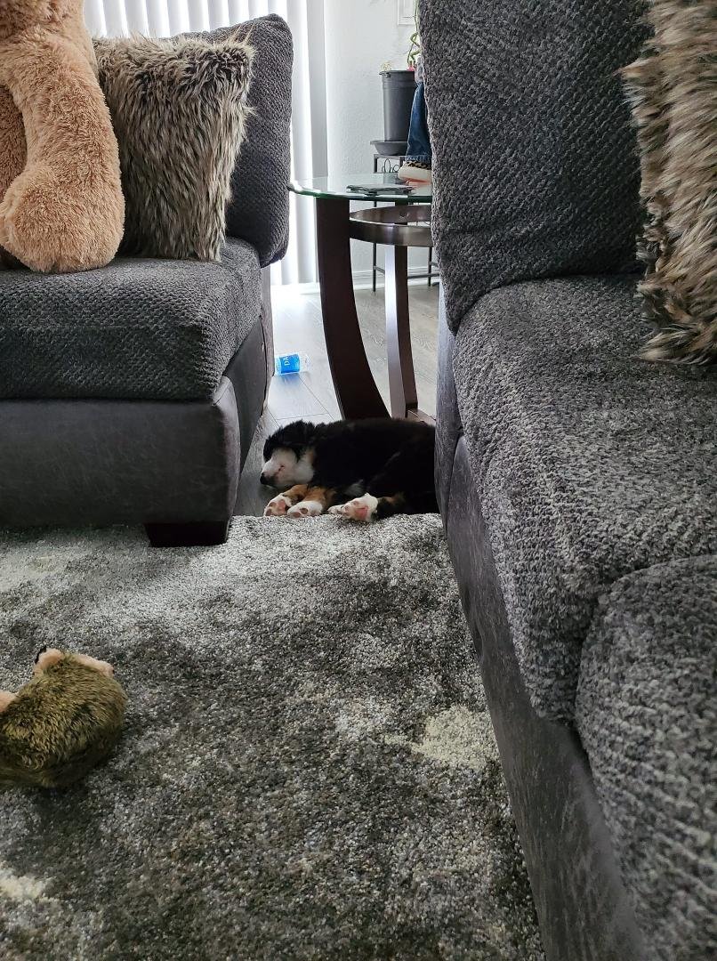 Now Ruby is sleeping