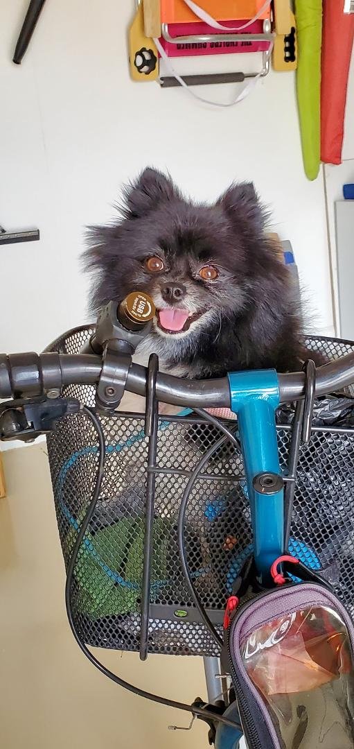 May is loving all of the extra bike rides!