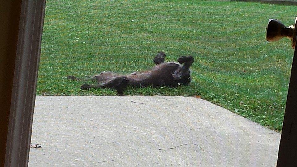 My dog tanning this morning lol