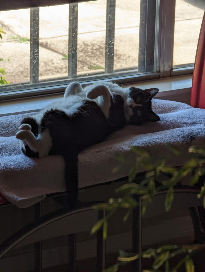 Nigel (Rob's cat) is enjoying his new window bed! LOL