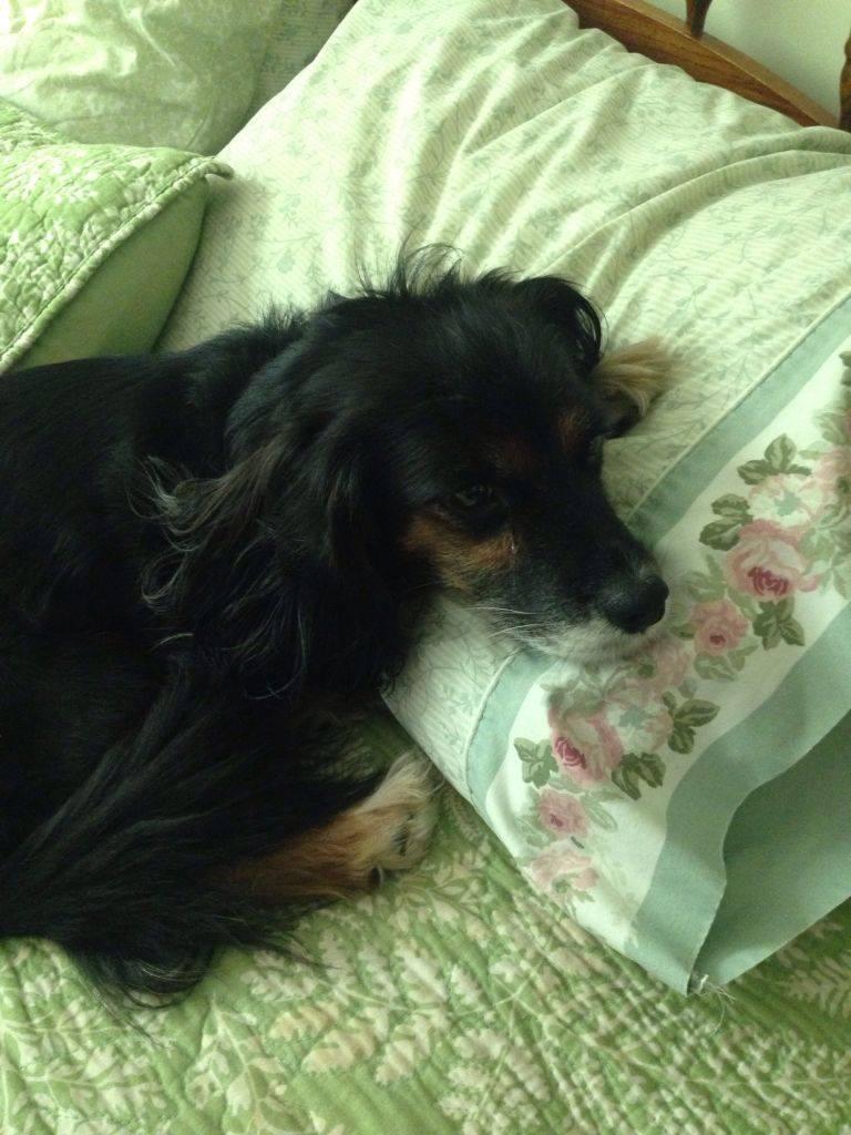 Lindalee Brownstein's album, Rover.com Photos