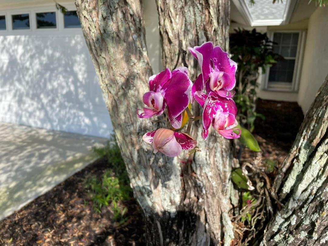 Success at growing an air plant on our tree. Yes it’s an orchid