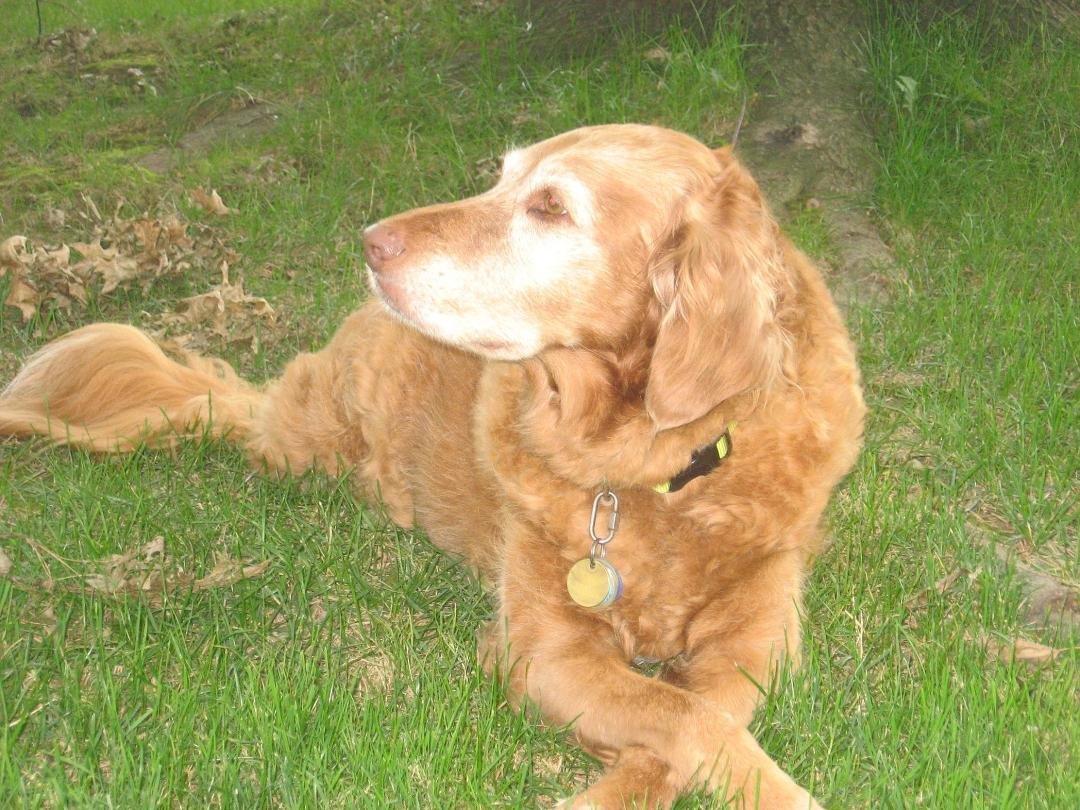 We took Dollie to West Park this morning. Her test show she is in kidney failure. They are giving her fluids today. The vet promised she is not in pain just lethargic and feels really aweful. We have to decide on how to