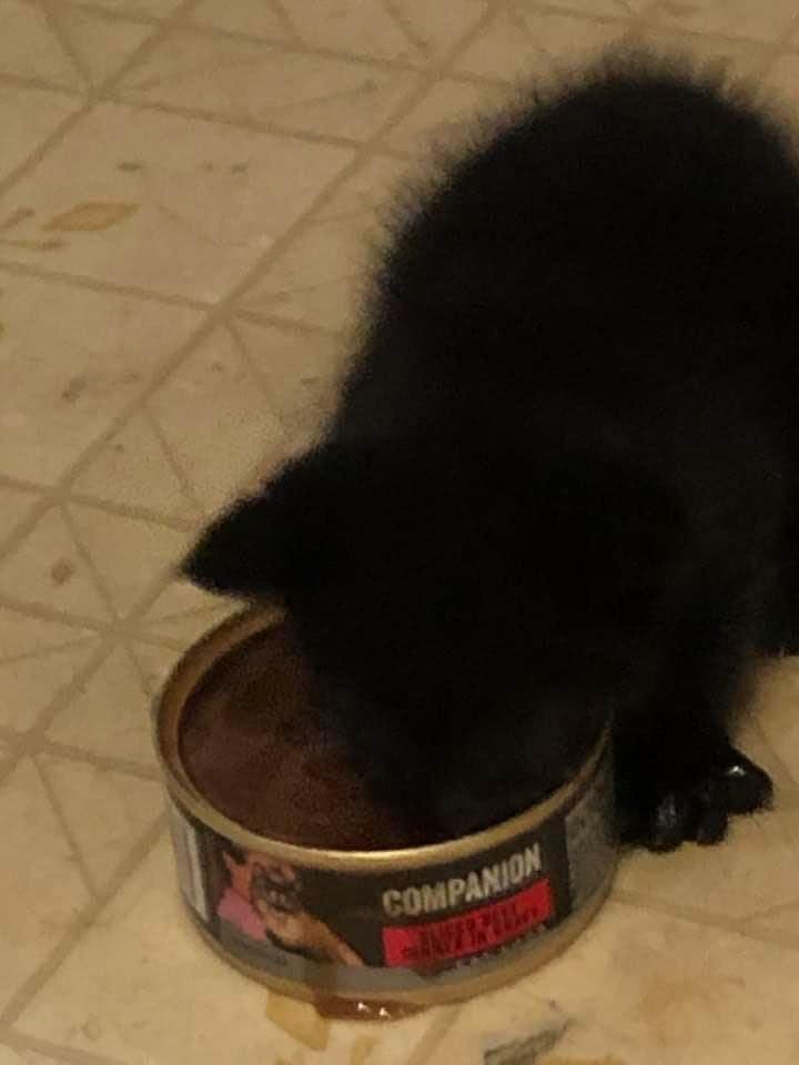 So once he is up for adoption in a few weeks if somebody I know adopts him I’ll pay the adoption fee.