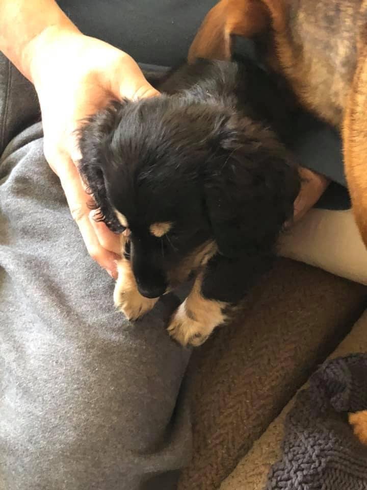 Popeye has finally made it to his forever home! Nico took right to him, Olive a little longer.