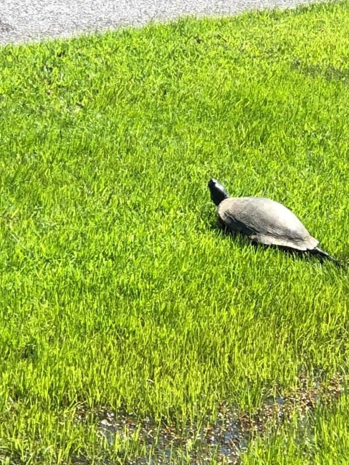 Visitor this afternoon. Followed him to keep him out of the road and to the lake. Jumped in and swam off.