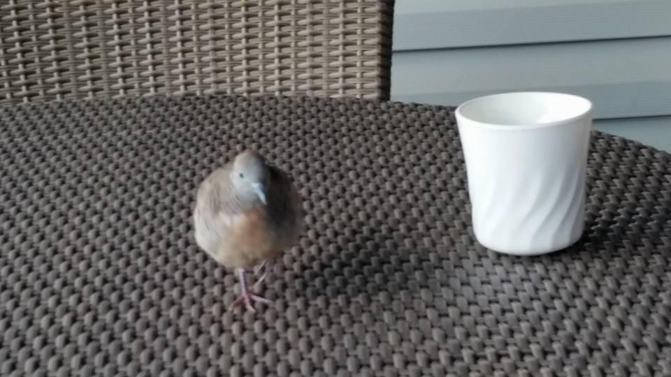 Visitor