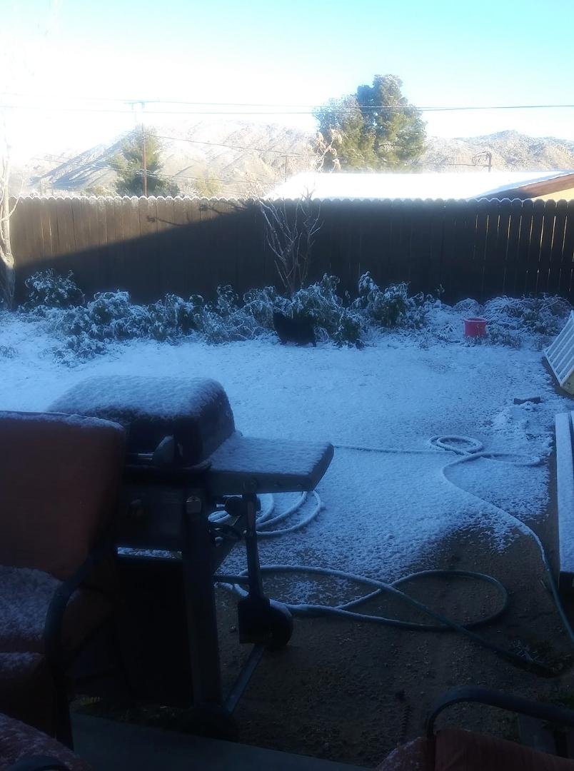 My Mykita Cat in yard. First time he has been out in snow.