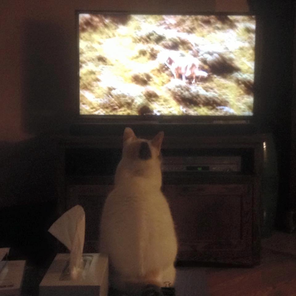Pookie watching a PBS Nature program on cats.