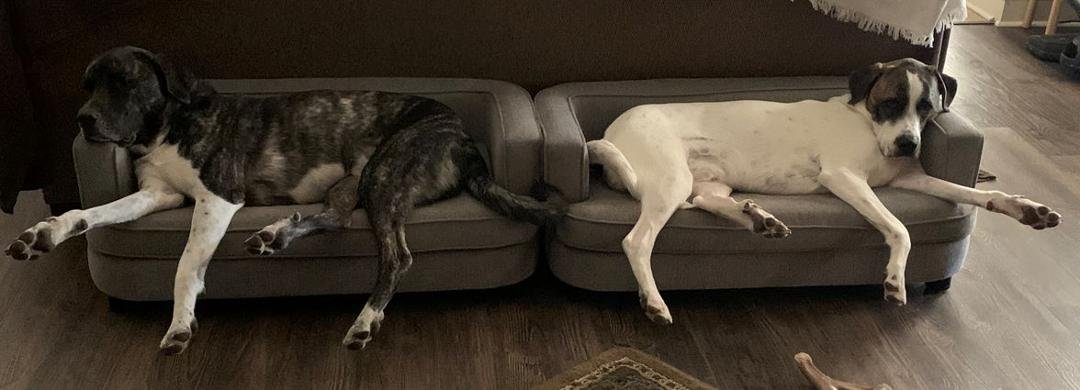 Caught the boys hard at work again today