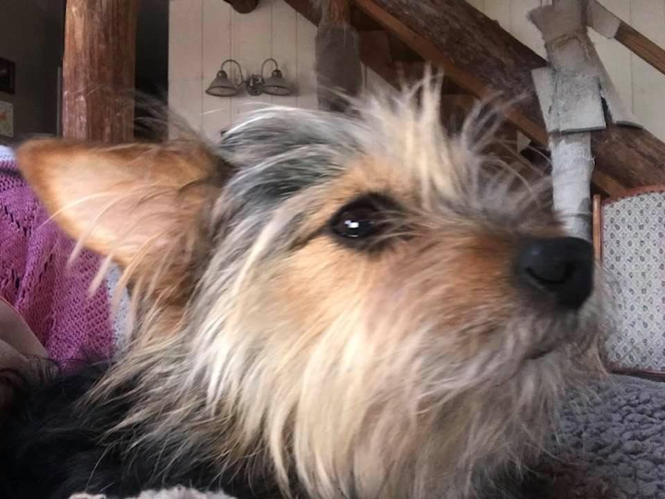 My sweet Ungroomed baby!