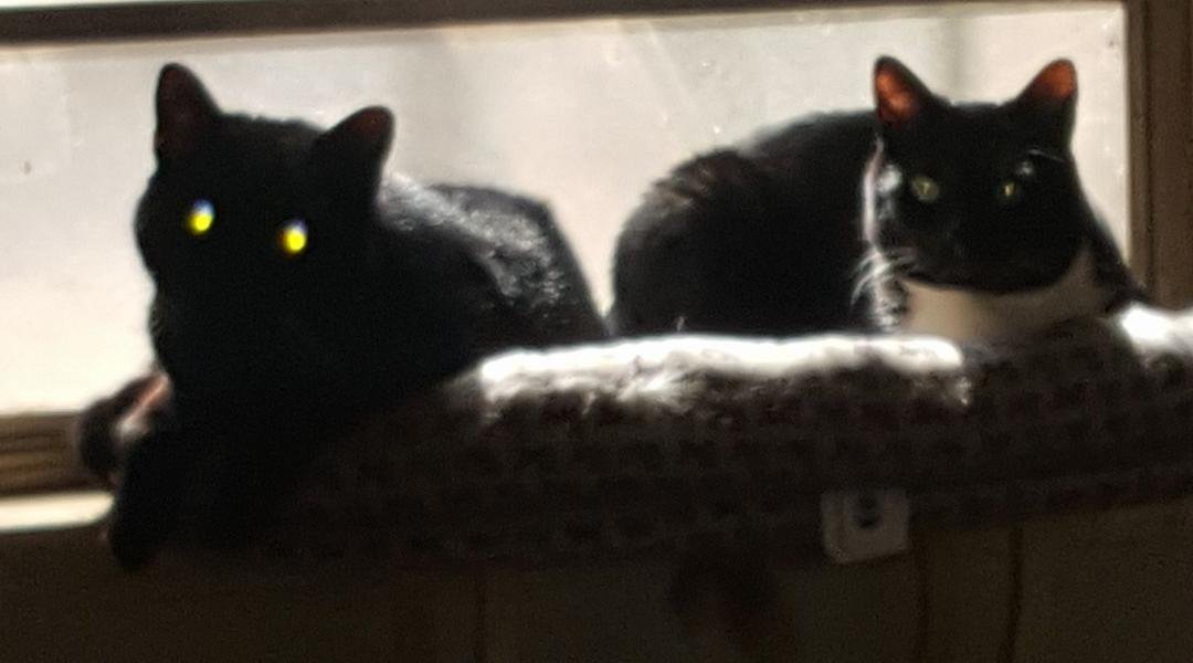 Blackie (trapped behind Arcado Elementary as a kitten) and Black Star (found in the middle of a busy road with a bloody paw and nose - had to be bottle fed) chillin' in the sun!