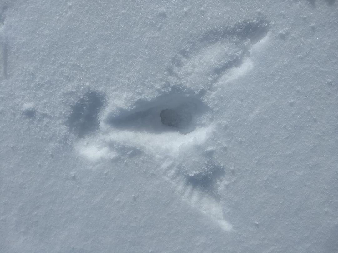 Snow angles anyone