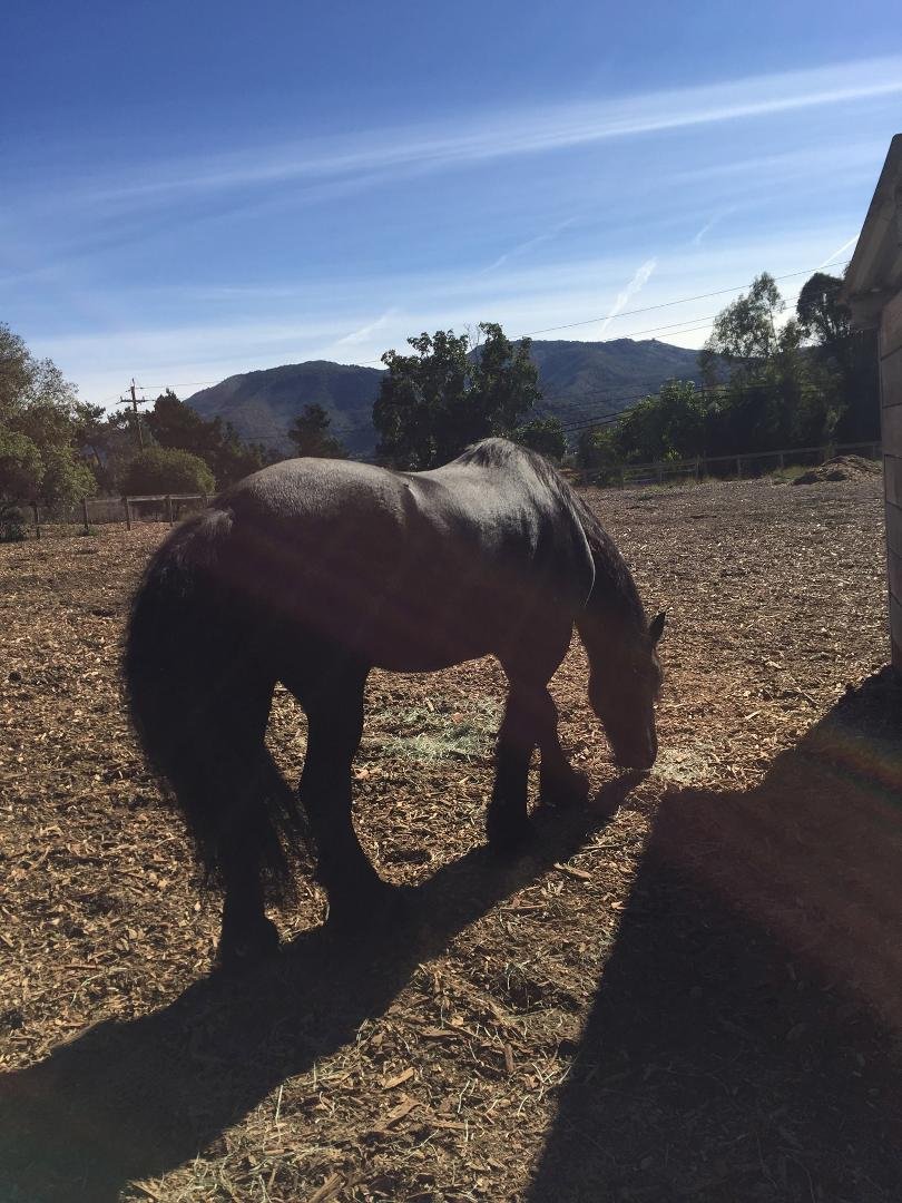 Took Ronin to equine therapy today and this horse wanted to come home with us