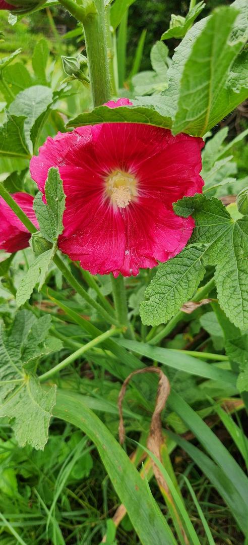 Lori Rowe's album, Mobile uploads