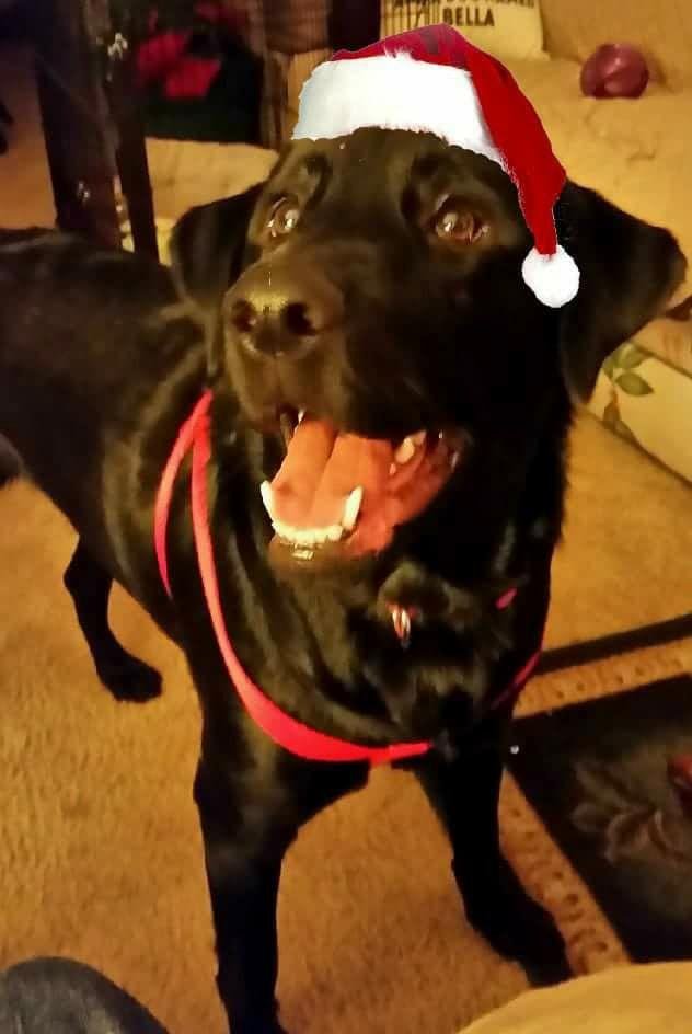 Sue's post for Bella: "I think I hear Santa on the roof!"