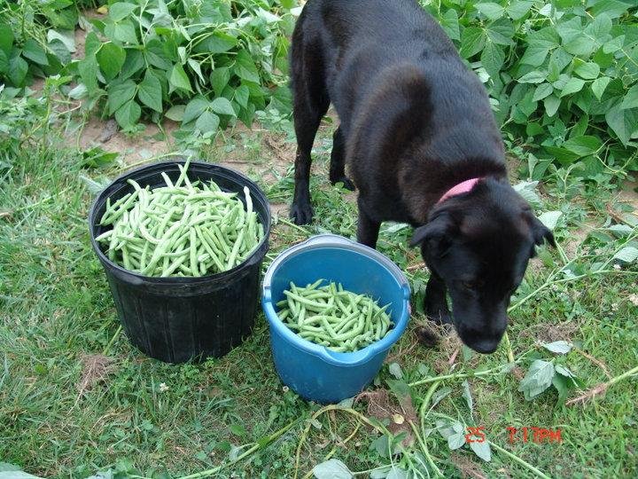 Duffy eats more than he picks and I mean eats the damn things.