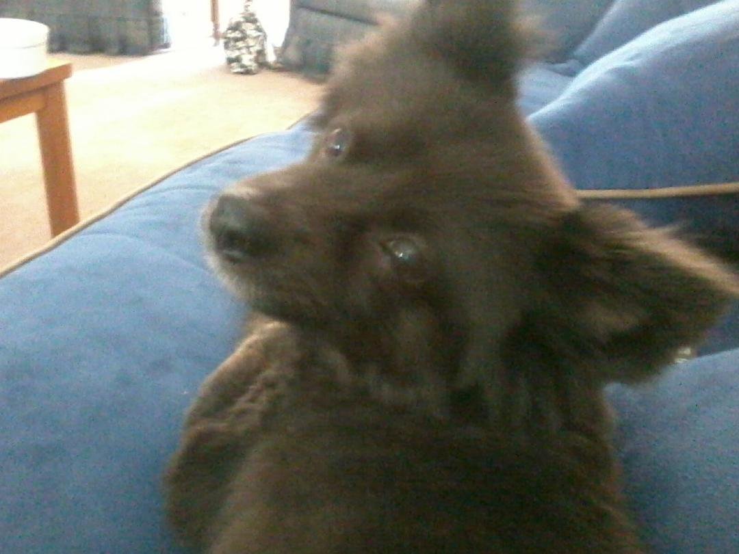 REST IN PEACE! TIGGER- 2001- Jan. 4, 2014
Hardest decision ever to make. Beloved companion and family member. We will always love you!