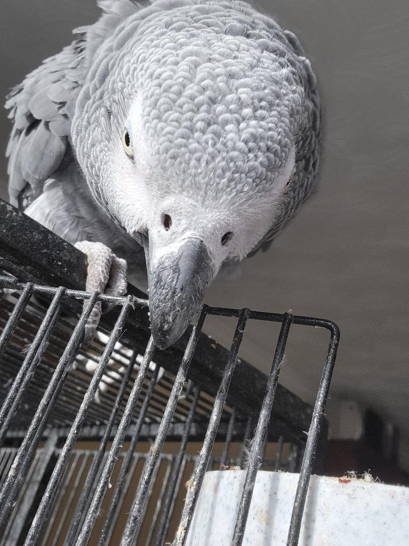 Coincidentally, Jacob, our AfricanGrey parrot, has begun to mimic every cough, "ahem", monosyllabic imprecation and exclamation He has heard me make. (and has Maggee's laugh down tight). Bird humor