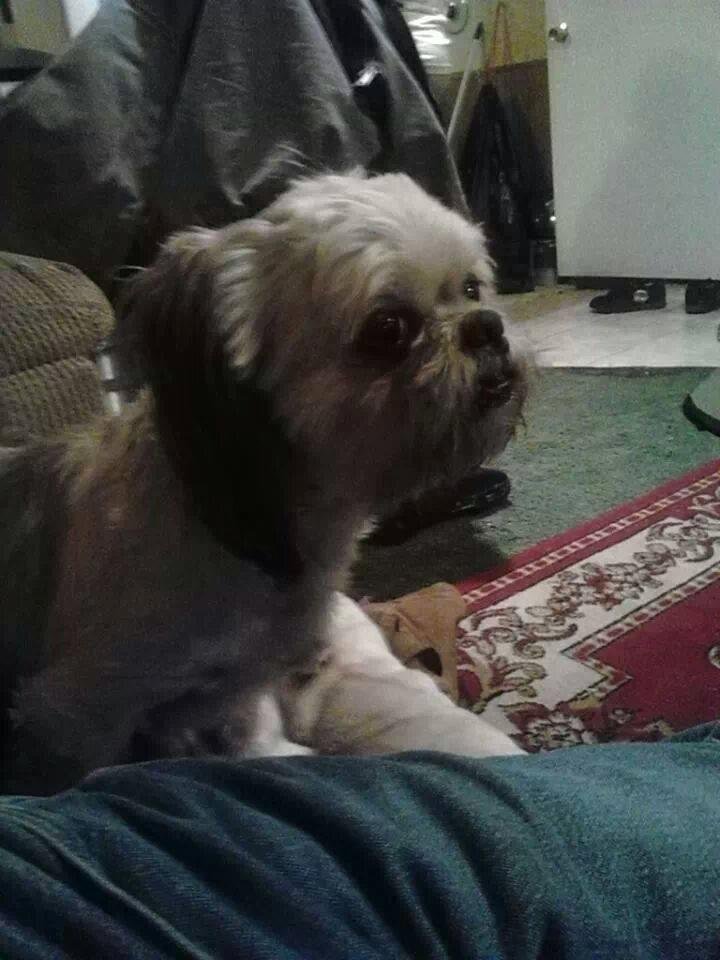 this is Boomer it's National Pet day