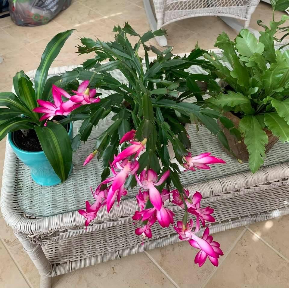 I just love the color of these blooms!! They make me happy!!
Happy Halloween!!