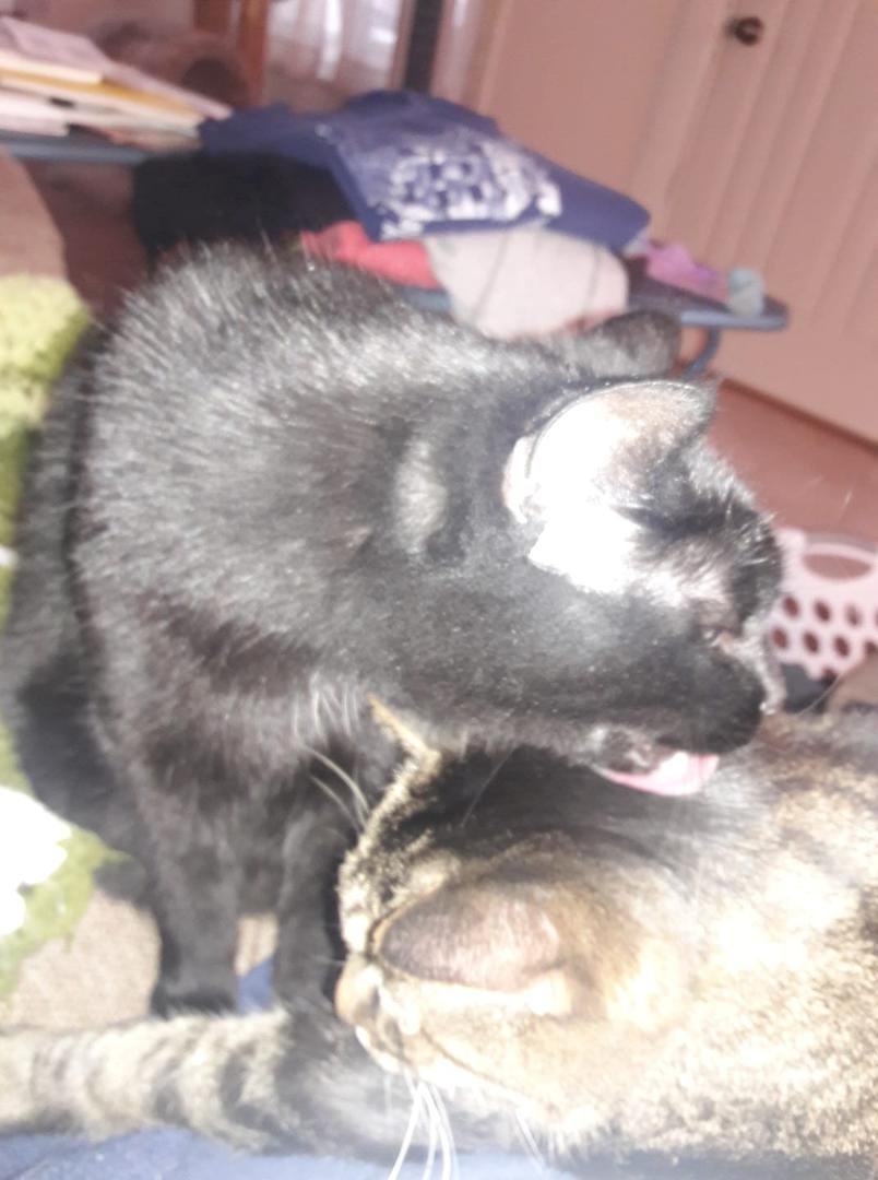 Bath time, washing behind her sisters ears.🐱