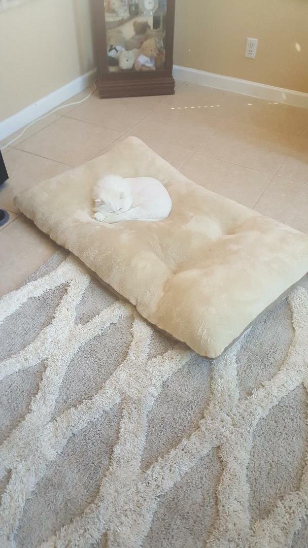 Cloey in Zues bed
