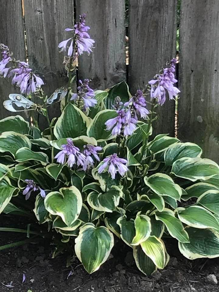 First time these have bloomed and I’ve had them for several years
