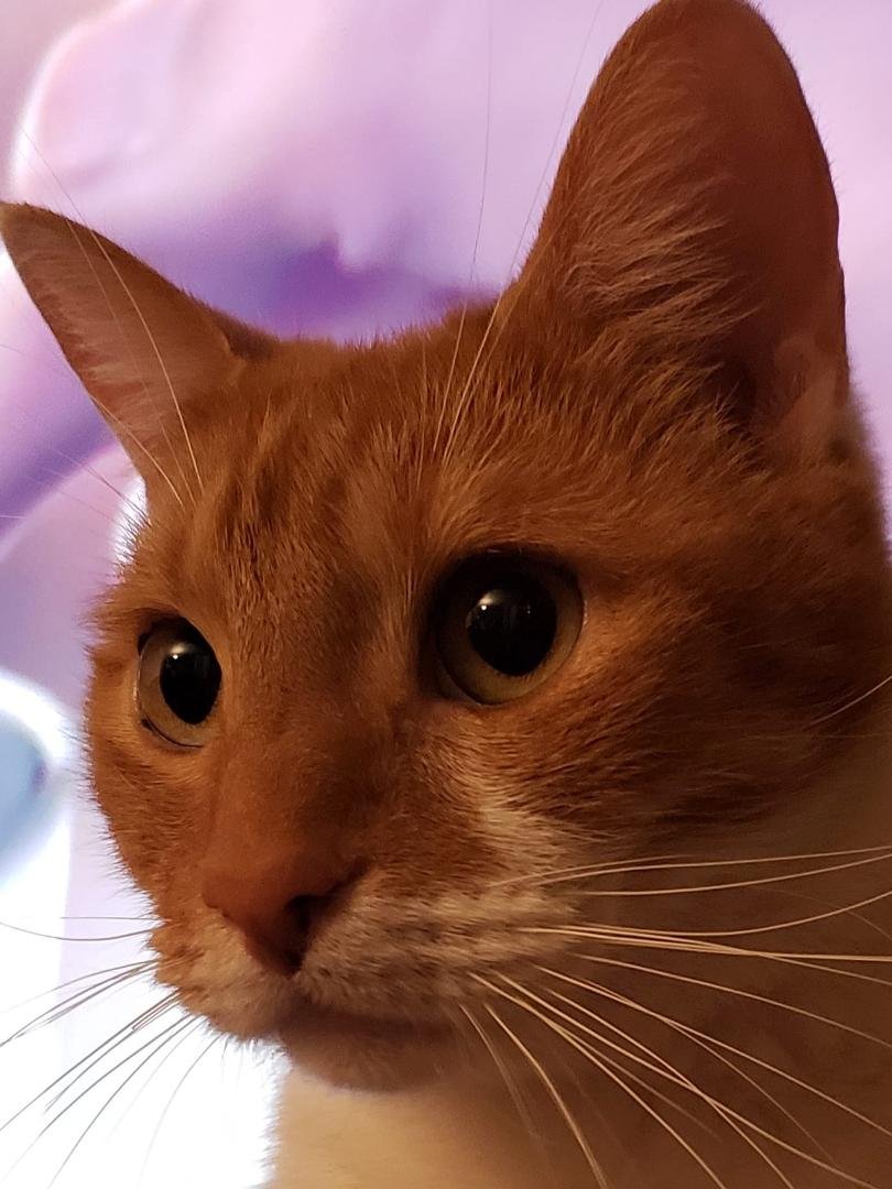 Richie rounds out our close-up trifecta this evening with a fetching and rapt gaze against a purple background.