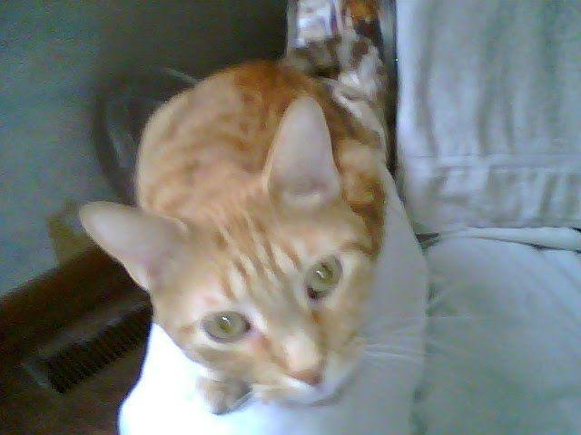 Here's a toast to you Mr. Punkers. Hope you trip over the rainbow bridge was a quick one and your transition is easy. Say hello to all your buddies for me. It's been a wonderful 14 years. Have fun baby. Love you and mi