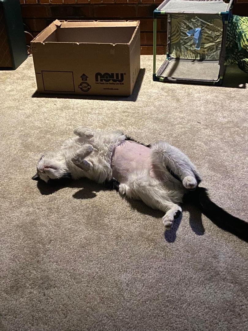 Thank you everyone for your prayers!   He is home and on the mend. They shaved his legs and his belly for tests. His legs have a “poodle cut”. Lol

We are still waiting on tests to see what is wrong.  Please keep praying.  