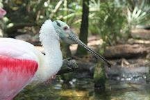 Spoonbills are a favorite.