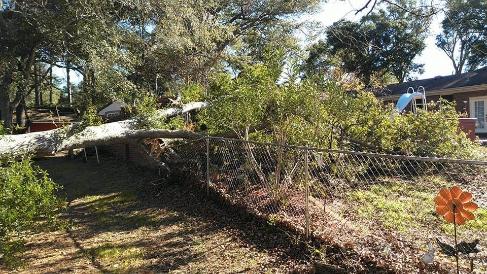 Well just lost our first tree into pool area