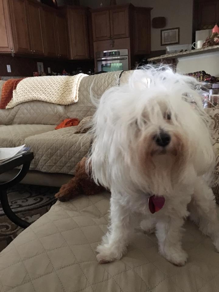 The ultimate Bad Hair Day! Lol