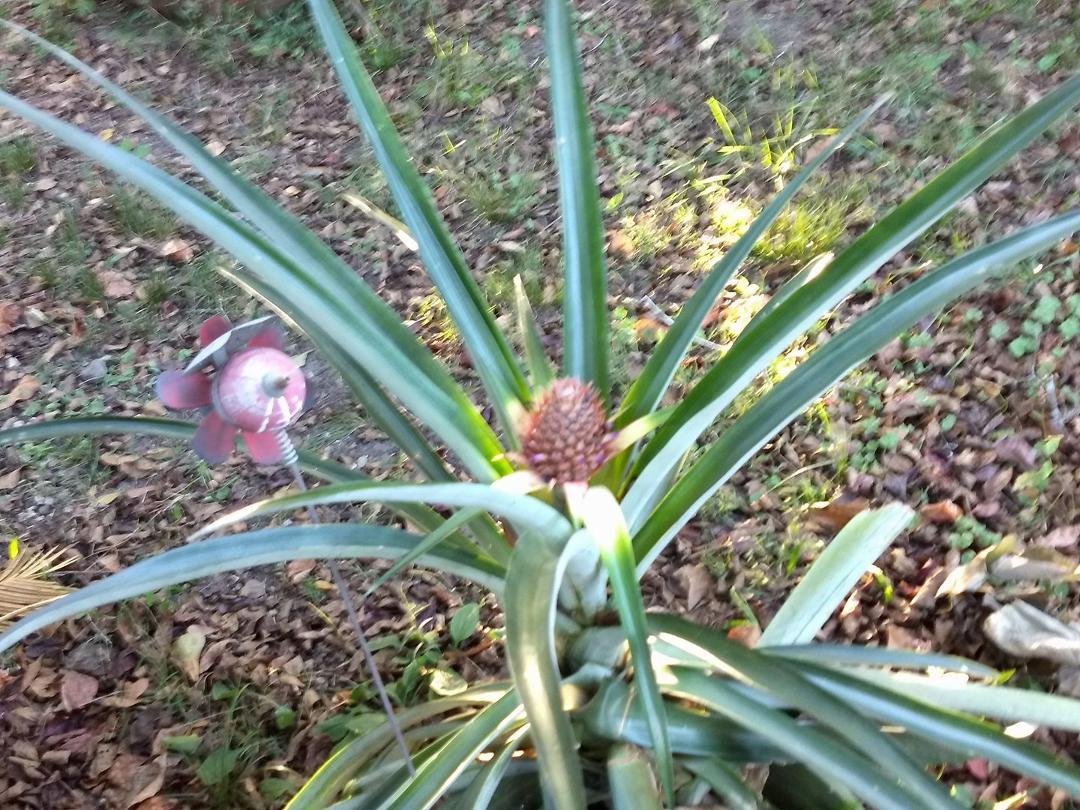 I have had this pineapple plant for 3 or 4 years now. About 3 days ago, my husband noticed that it has a pineapple growing on it. I didn't think it would happen. Must be doing something right. :) Yay!!!