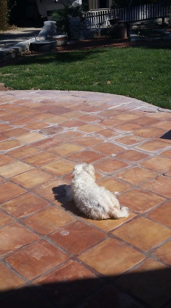 Kickin' back in the sunshine! #anniepuppet